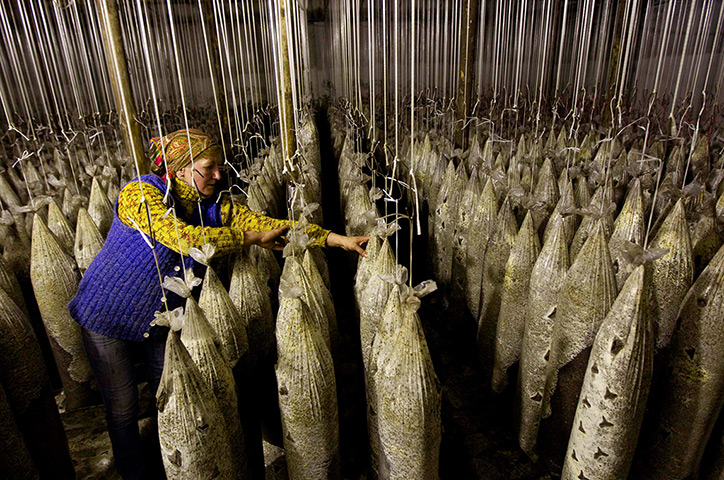 24 hours: Minoity, Belarus: A worker checks mushroom beds