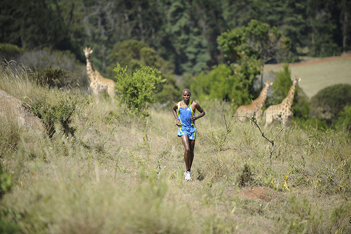 Mo Farah - In Pictures: Mo Farah running in  Kenya with giraffes in the background.