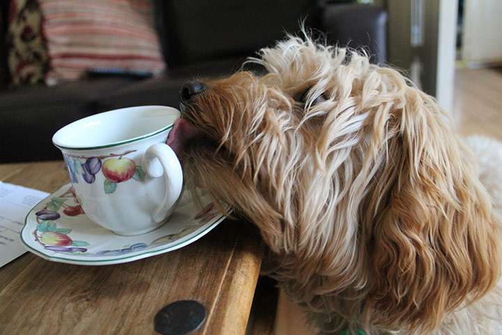 Your Pictures: quaint: Molly seemed to sense the delicacy of this teacup as she licked it clean