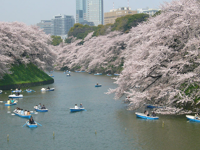 Healthiest cities: Tokyo cherry blossom moat