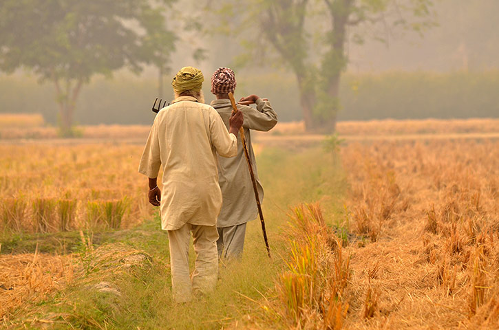 Fires in Penjab: Clearing of rice fields after harvest