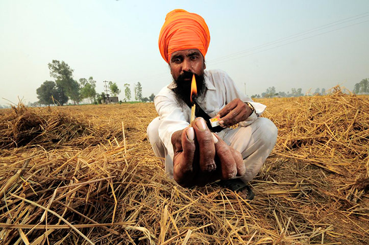 Fires in Penjab: Clearing of rice fields after harvest