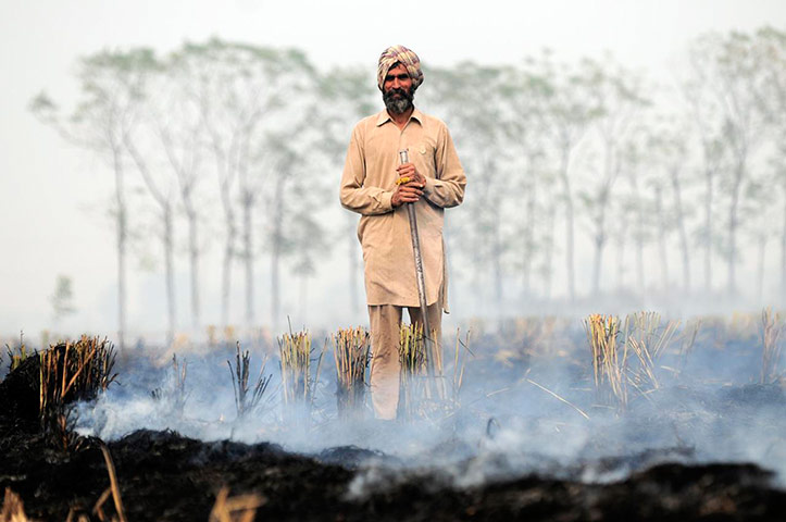 Fires in Penjab: Clearing of rice fields after harvest