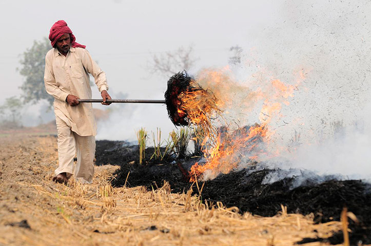 Fires in Penjab: Clearing of rice fields after harvest