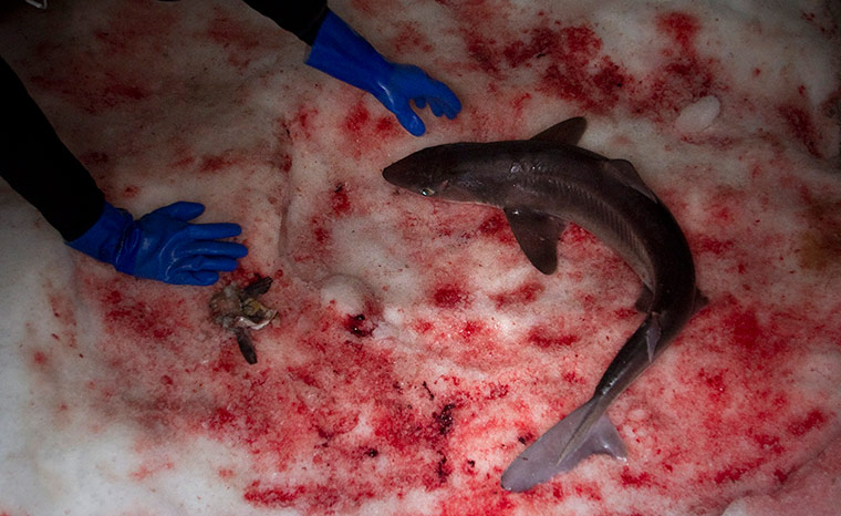 Week in Wildlife: A dogfish shark 