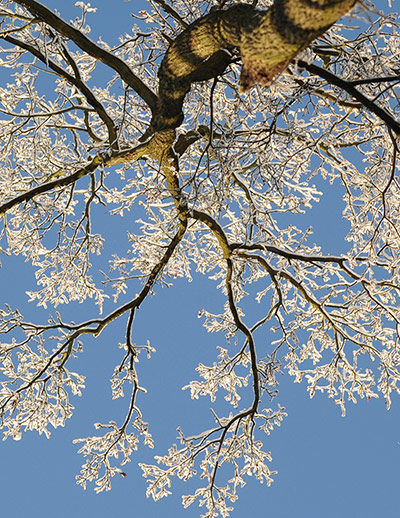 Week in Wildlife: Frozen snow covers a tree 