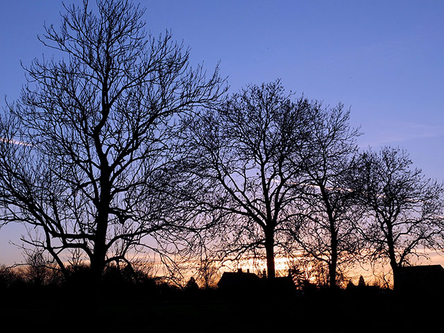 Week in Wildlife: Winter, ash trees.