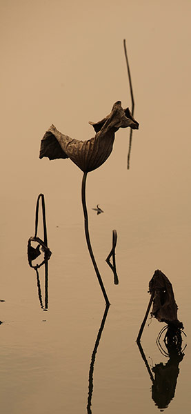 Week in Wildlife: #CHINA-CHONGQING-WITHERED LOTUS (CN)