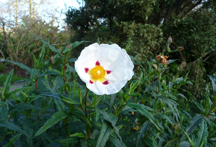 Week in Wildlife: Unseasonal blooming at the Lost Gardens of Heligan, Cornwall