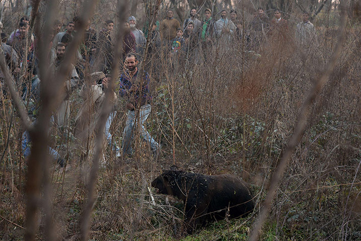 Week in Wildlife: Kashmiri Muslims approach a black bear 