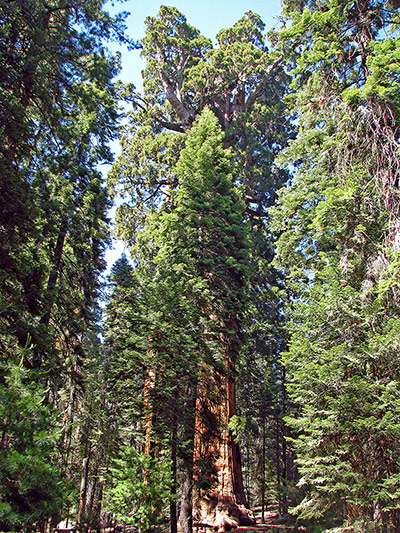 Week in Wildlife: The President, a Giant Sequoia Tree