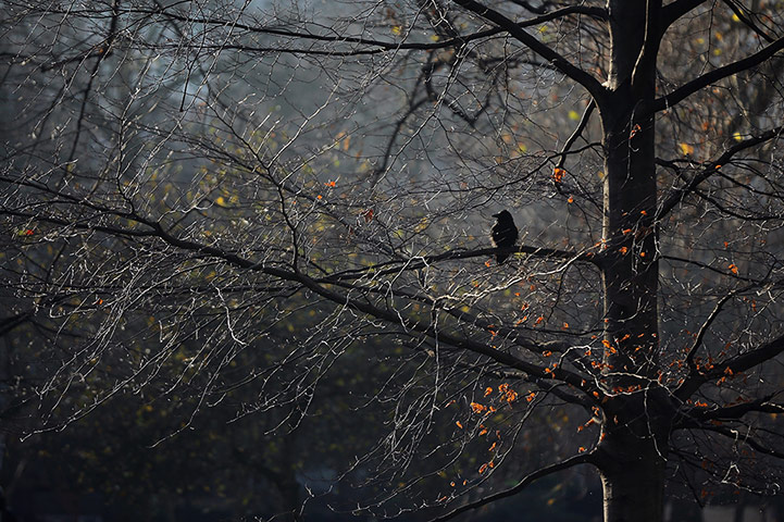Week in Wildlife: Londoner's Enjoy The Winter Sunshine