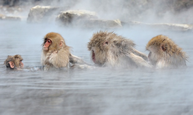 Japanese macaque take an open-air hot spring bath,at the Jigokudani Monkey Park in Yamanouchi