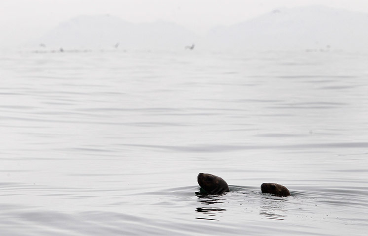 Week in wildlife: One year-old sea lions Camilo and Alex 