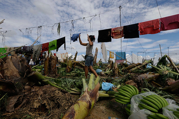 20 Photos: A resident hangs clothing amid fallen trees after Typhoon Bopha struck 