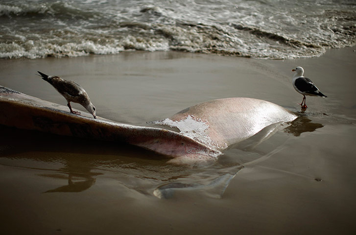 20 Photos: Gulls peck at the carcass of a dead male fin whale in California