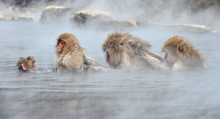 20 Photos: Japanese macaque in a hot spring bath at the Jigokudani Monkey Park