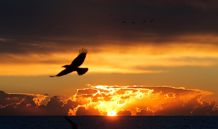 24 hours: Cannes, France: A bird flies as the sun rises over the bay 
