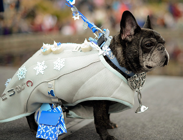 Reindog Parade: Reindog Parade at the Atlanta Botanical Garden