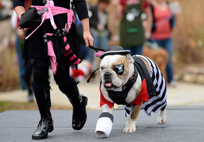 Reindog Parade: Reindog Parade at the Atlanta Botanical Garden