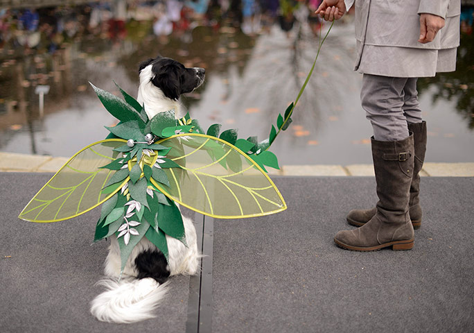 Reindog Parade: Reindog Parade at the Atlanta Botanical Garden