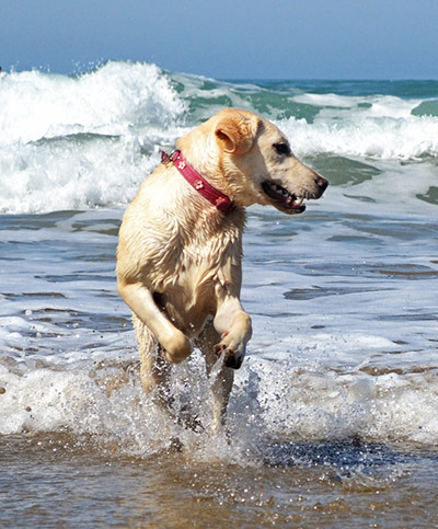 In pictures: splash: Dog splashing on beach