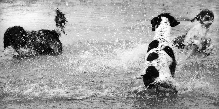 In pictures: splash: Dogs in puddle