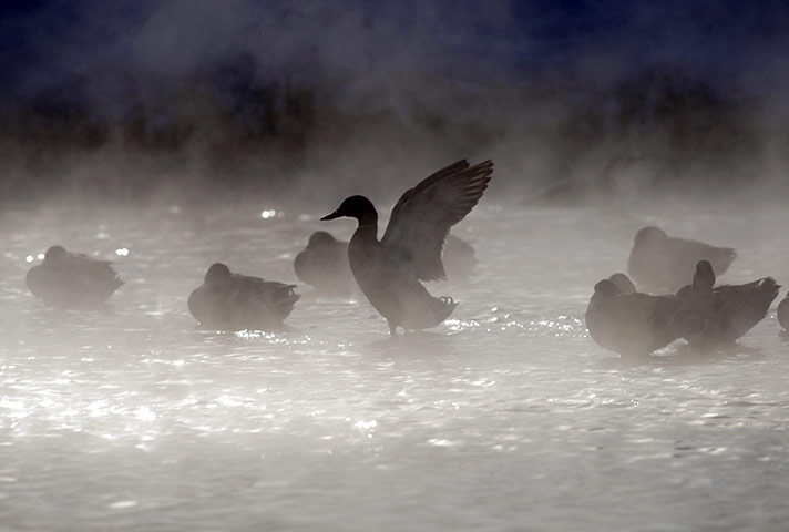 Cold snap continues: A duck stretches its wings on a steaming pond on the outskirts of Minsk