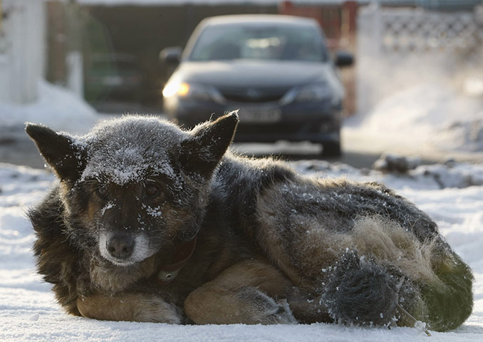Cold snap continues: A dog covered with hoarfrost lies on the ground in Kiev