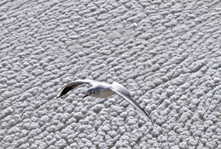 Cold snap continues: A gull flies back dropped by the frozen waters of the Black Sea