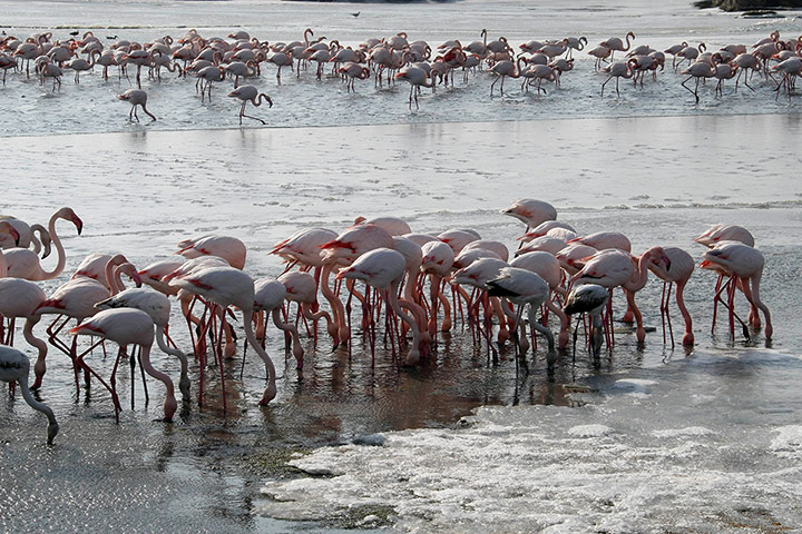 Week in wildlife: Famed pink flamingoes