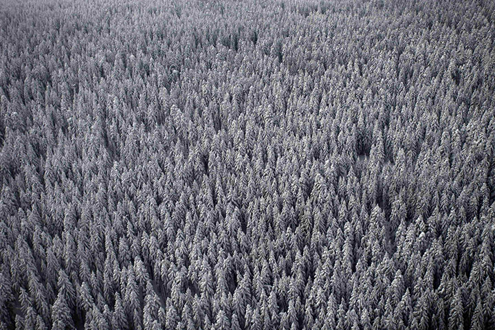 24 hours in pictures: Pine forests in Bosnia