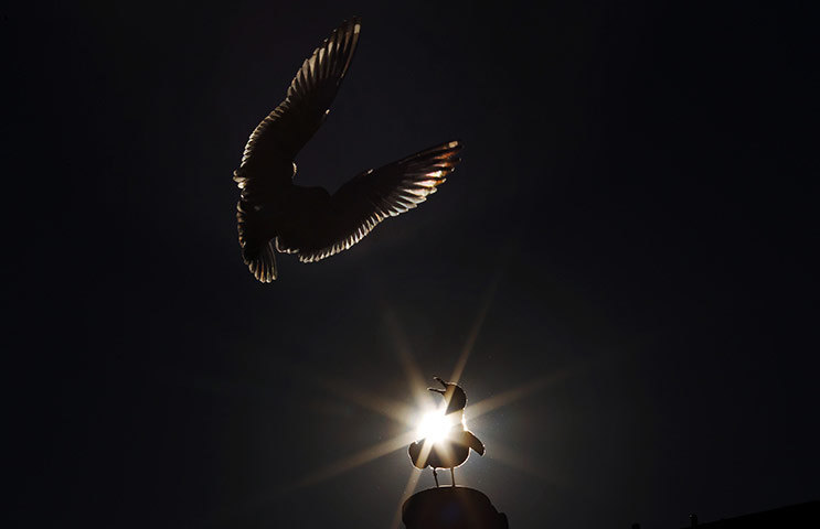 24 hours in pictures: Seagulls are silhouetted against the sun in Boston 