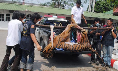 Thai officials load the body of a tiger onto a truck after arresting wildlife traffickers