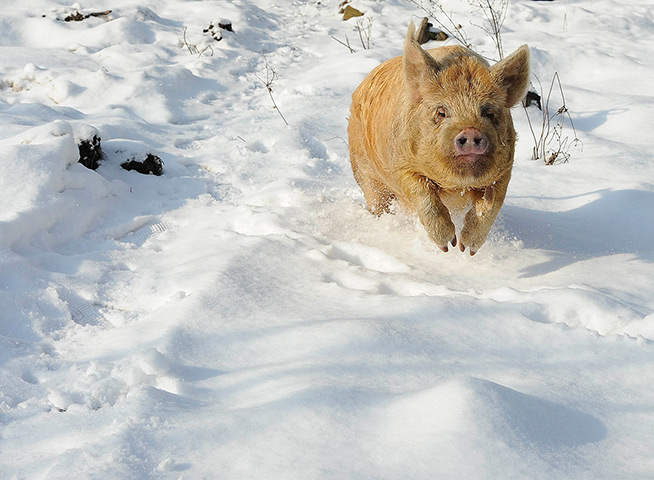 Snow: Bramble, a Tamworth pig, runs in snow at Sinnington