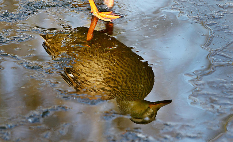 Ice Weather: Winter weather - Feb 11th