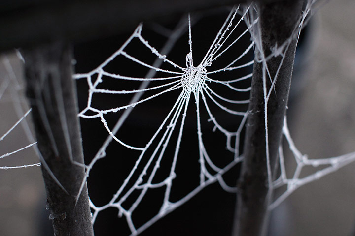UK weather: A spider's web is covered in frost in sub-zero temperatures in Huntingdon