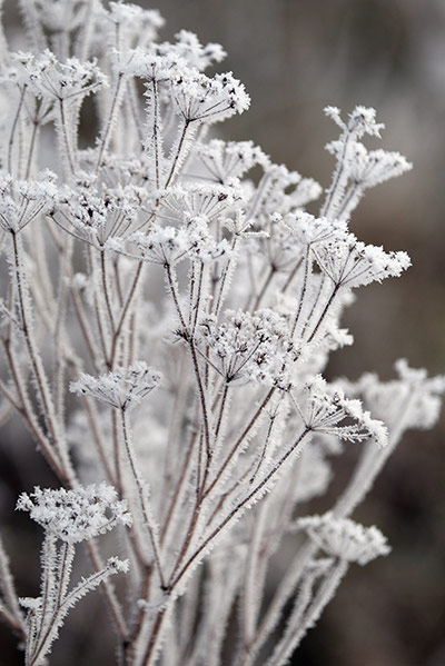 UK weather: Plants are covered in frost in Earith