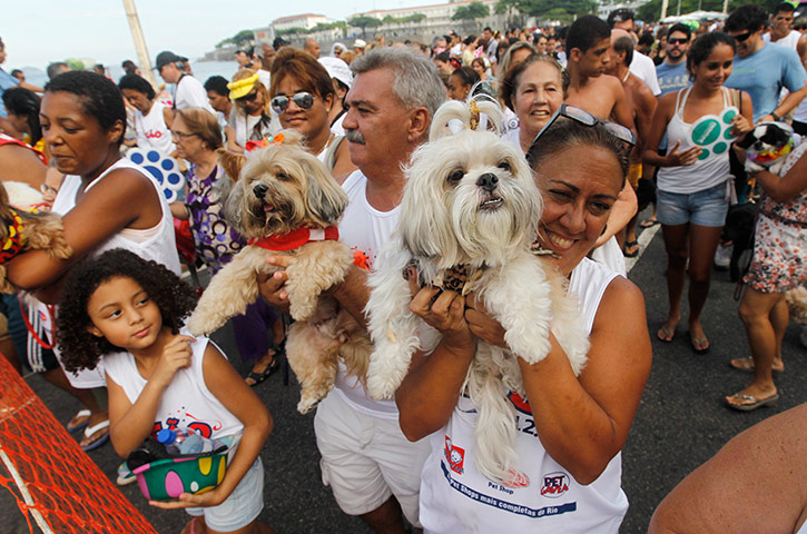 Rio animal carnival : Rio animal carnival 