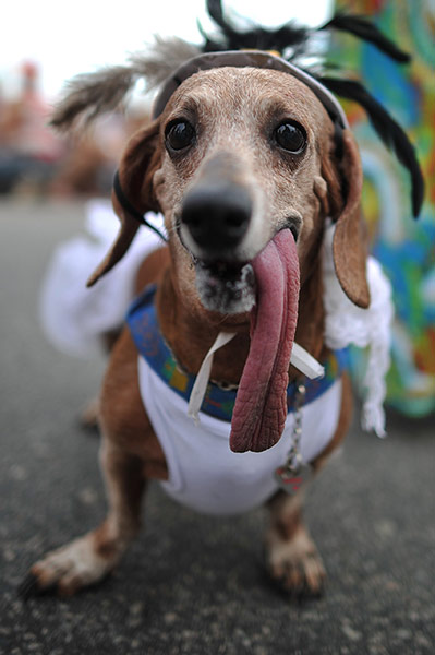 Rio animal carnival : Rio animal carnival 