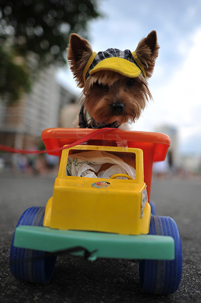 Rio animal carnival : Rio animal carnival 