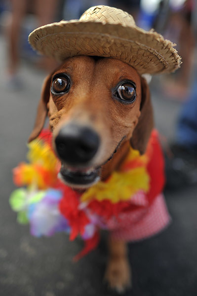Rio animal carnival : Rio animal carnival 