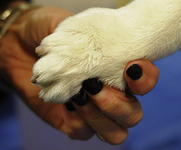 Westminster dog show: A Cardigan Welsh Corgi, gets groomed  in the staging area