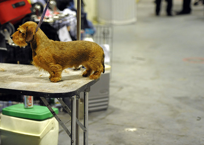 Westminster dog show: A Wirehaired Dachshund  in the staging area