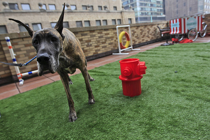 Westminster dog show: A Great Dane takes advantage of the facilities at the Spot Suite 