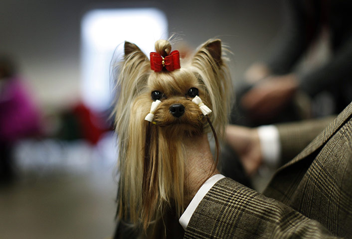 Westminster dog show: Tommy, a Yorkshire Terrier, is held by its owner 