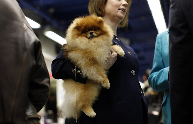 Westminster dog show: Pomeranian Honey Nut Cheerio arrives at the Pennsylvania Hotel