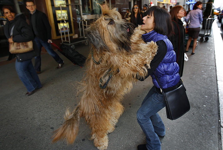 Westminster dog show: Gilbert, a three-year-old Briard breed, leaps on his owner