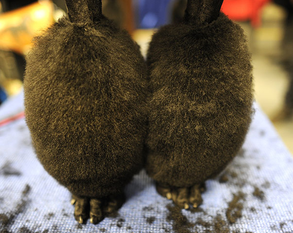 Westminster dog show: A Standard Poodle gets groomed in the staging area 