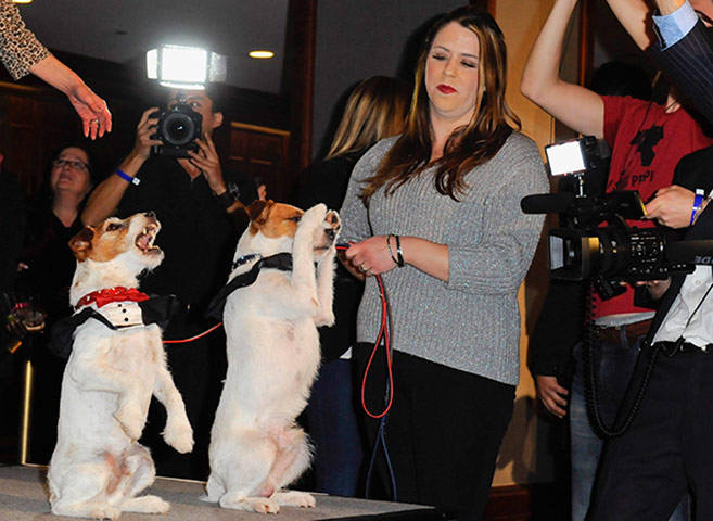 Golden Collar awards: Uggie from movie 